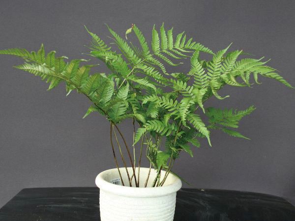 シダ植物 シダ - Relair（リレヤ）