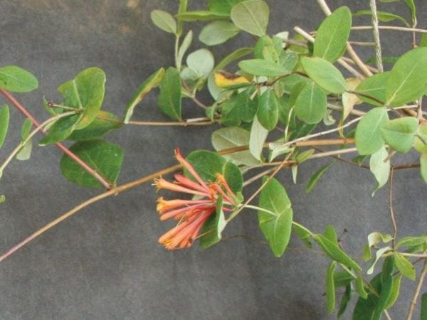 緑のカーテン ツル性植物 ツキヌキニンドウ 突抜忍冬 大株 オレンジ色花 落葉 つる植物