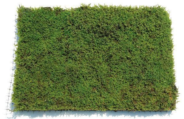 シッポゴケ 10枚 / ケース入り マット / 苔玉 苔庭 / MOSS 楽天市場】苔 シッポゴケパック しっぽ苔 しっぽごけ 苔玉 苔