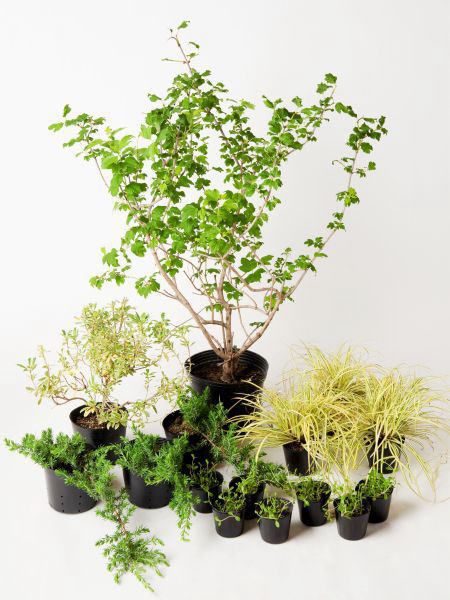 植木セット エレガントホワイト 日なた セットアップガーデン 植木 苗 庭木 セット商品