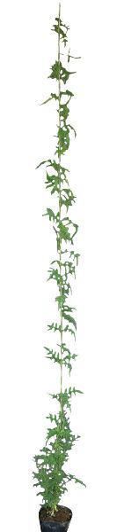 �ФΥ����ƥ� �ĥ�����ʪ �ϥ����⥸�㥹�ߥ� �����ǳ�������� ��� ���褷 ���ФĤ������� ���տ�ʪ