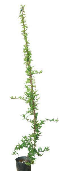 ФΥƥ ĥʪ 饤ʥ㥹ߥ  褷 ФĤ տʪ