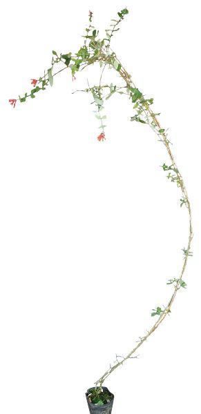 �ФΥ����ƥ� �ĥ�����ʪ �ĥ��̥��˥�ɥ� ��ȴǦ�ߡ������ ����󥸿��� ���� �Ĥ뿢ʪ