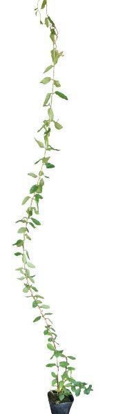 ФΥƥ ĥʪ  ۤ򡦲 褷  Ĥ 