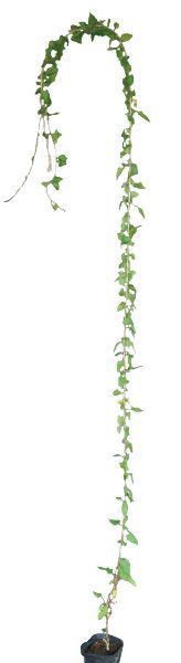 ���ռ� �ʥĥ業������������ �ФΥ����ƥ� �ĥ�����ʪ ��� �Ĥ��� ���� ����