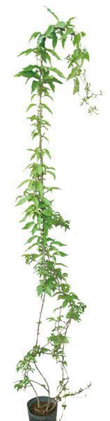 �ФΥ����ƥ� �ĥ�����ʪ �ӥ��Υ˥�������� ���졼�ե� ���褷 ���ФĤ� ������