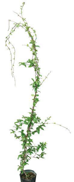 �ФΥ����ƥ� �ĥ�����ʪ �ƥ���������(��ȳ�) ������� ���褷 �Ĥ�����������