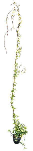 ФΥƥ ĥʪ ƥ(ȳ)˥    ФĤ