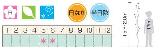 ФΥƥ ĥʪ ƥ(ȳ)˥    ФĤ