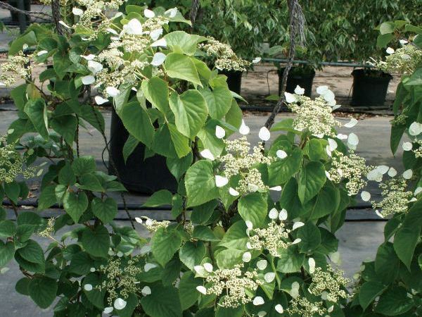 �ФΥ����ƥ� �ĥ�����ʪ ���塞��ߡʴ����ߡˡ��ࡼ��饤�ȡ������ �֥��å� �г� ���դĤ�������