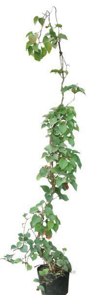 �ФΥ����ƥ� �ĥ�����ʪ ���塞��ߡʴ����ߡˡ��ࡼ��饤�ȡ������ �֥��å� �г� ���դĤ�������