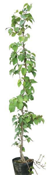 �ФΥ����ƥ� �ĥ�����ʪ ���塞��ߡʴ����ߡˡ��������������� �������� ���� �Ĥ�������