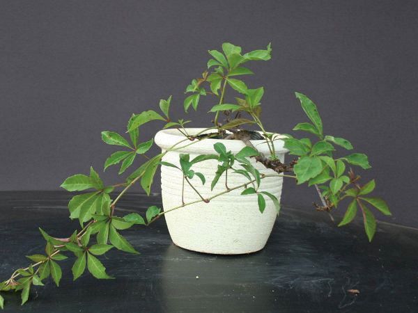 �ФΥ����ƥ� �ĥ�����ʪ �ʥĥť����إ�꡼�ť� ���� ���դĤ�������