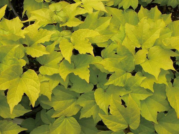 �ФΥ����ƥ� �ĥ�����ʪ �ʥĥť��������쥢 ����ƥ� �ϥ󥮥� ���դĤ�������