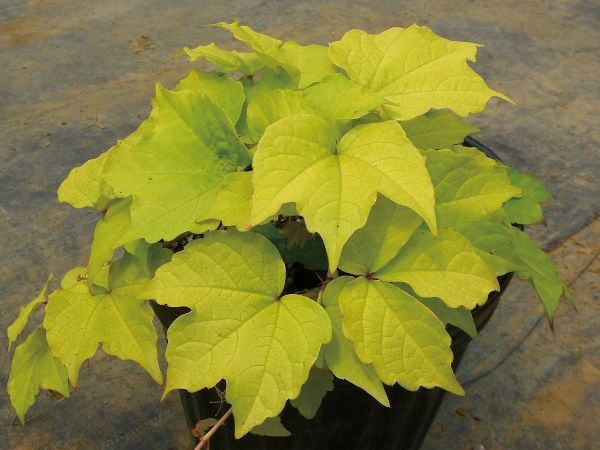 �ФΥ����ƥ� �ĥ�����ʪ �ʥĥť��������쥢 ����ƥ� �ϥ󥮥� ���դĤ�������