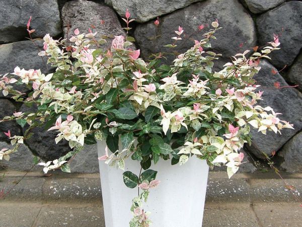 確認用 ハツユキカズラ ハツユキカズラ | 晴れ時々趣味の園芸