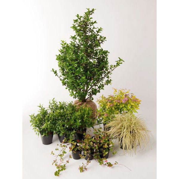 �֥꡼�� �֥롼�ץ�󥻥� ���ʤ� Ⱦ���� ���åȥ��åץ����ǥ� ���� �� ���� ���åȾ���