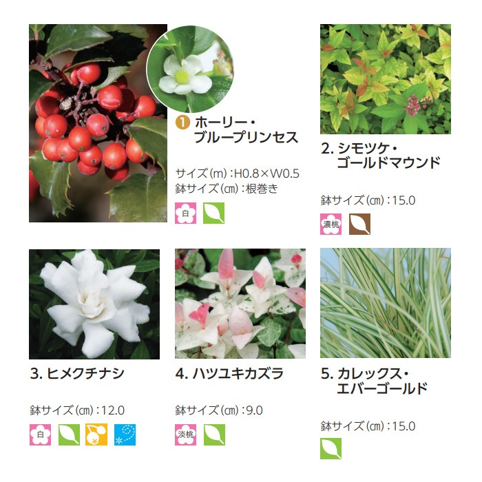 �֥꡼�� �֥롼�ץ�󥻥� ���ʤ� Ⱦ���� ���åȥ��åץ����ǥ� ���� �� ���� ���åȾ���