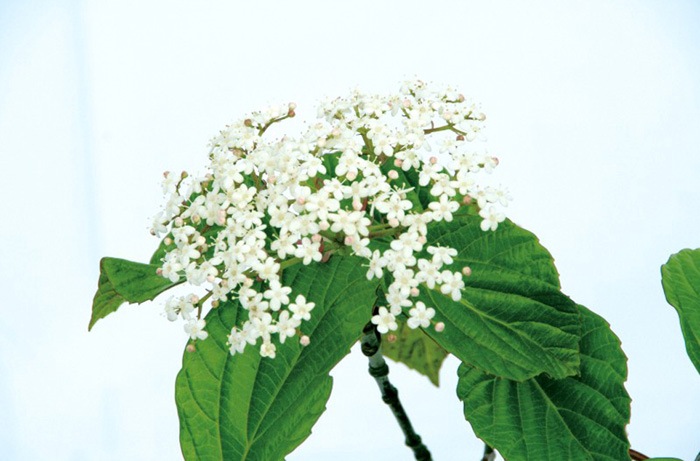 ハクサンボク 白山木 白花 紅葉 植木 庭木 苗木 花木 常緑低木