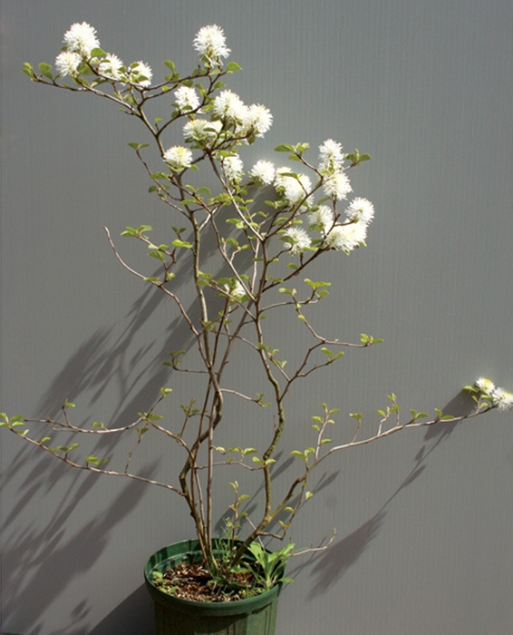 եåޥ衼ʥХʥޥ󥵥      