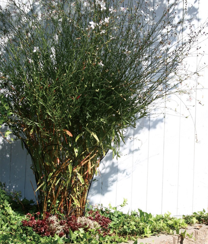 �ե��� ���� ���� �������� �ȥ�ꥹ �� ������� �ե������� S������ �֥�å� �� ��25�߱���13�߹⤵41cm �����14cm 4��1���å�ñ�� �����ǥ˥󥰥ե��� ��ƥ��� �����ǥ˥󥰥��֥��� �Х� ��å����Х� ��ݥե��� ���ťե��� ��¤�� �����ǥ˥�