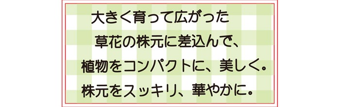 �ե��� ���� ���� �������� �ȥ�ꥹ �� ������� �ե������� S������ �֥�å� �� ��25�߱���13�߹⤵41cm �����14cm 4��1���å�ñ�� �����ǥ˥󥰥ե��� ��ƥ��� �����ǥ˥󥰥��֥��� �Х� ��å����Х� ��ݥե��� ���ťե��� ��¤�� �����ǥ˥�