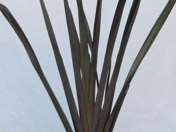 �˥塼������󡦥ѡ��ץ쥢 �Ѿ��� ���տ�ʪ ������ ���� ȭ����