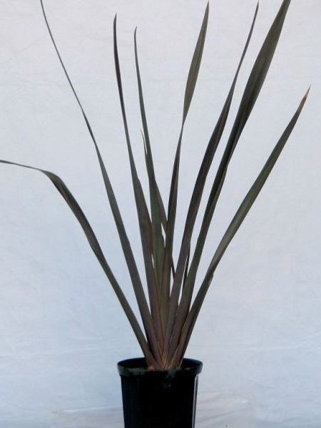 �˥塼������󡦥ѡ��ץ쥢 �Ѿ��� ���տ�ʪ ������ ���� ȭ����