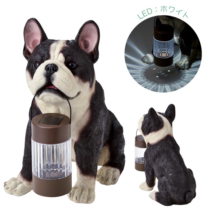 顼饤  ɱ ͶƳ LED ǥ饤 󥵡  ե֥ɥå 顼ʥ 17.5߱30߹⤵31cm 1ñ Ω    ȥ     