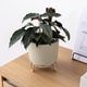 ルナ ｜ 4号 5号 観葉植物 フェイクグリーン フラワーポッド プランター 植木鉢のサムネイル17