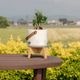 オーレ ｜ 3号 4号 観葉植物 フェイクグリーン フラワーポッド プランター 植木鉢のサムネイル21