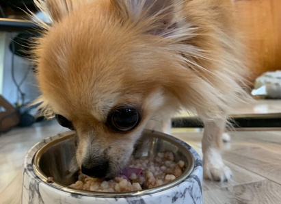 【送料込】犬用ケアフード(皮膚ケア)　80g×6袋セット