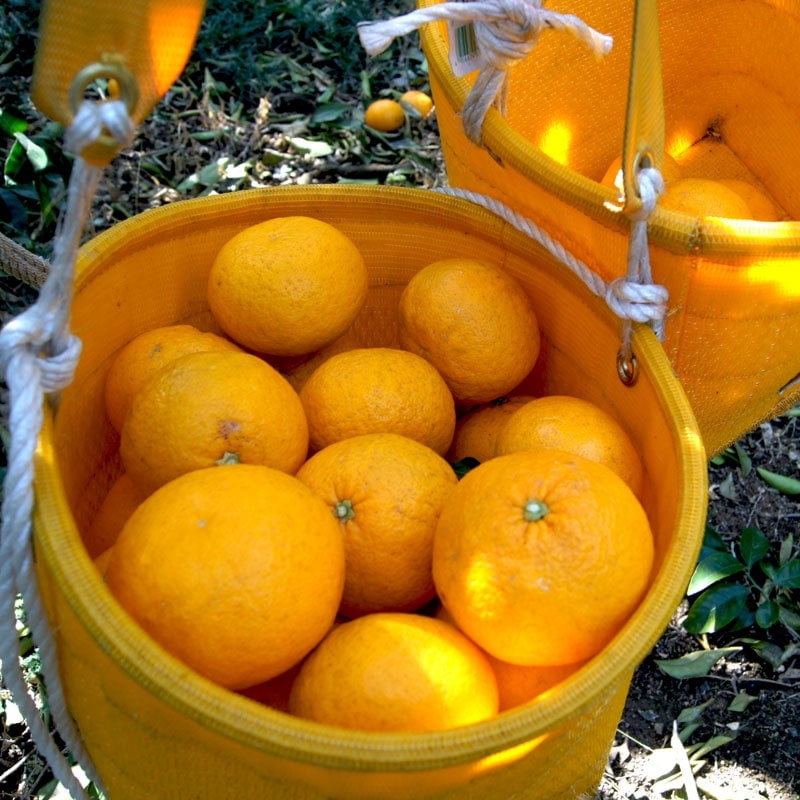 愛媛県 無茶々園の甘夏3kg_s50