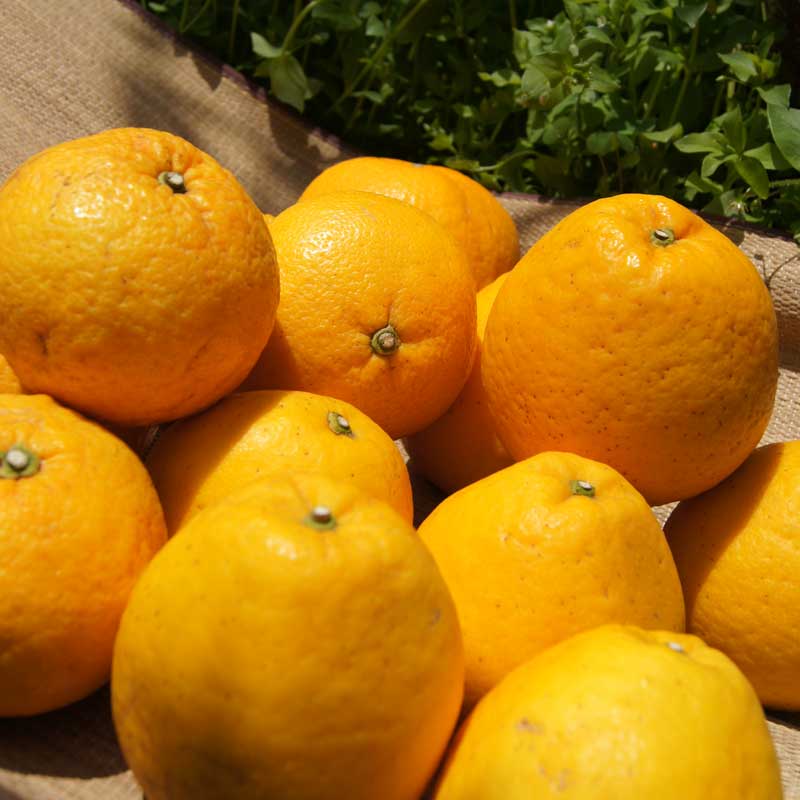 愛媛県 無茶々園のジューシーフルーツ7kg_s50