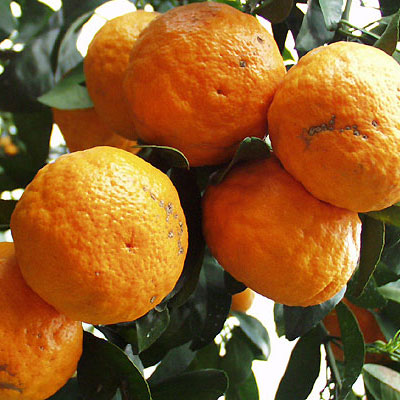 愛媛県 無茶々園のなつみ(南津海)7kg_s50