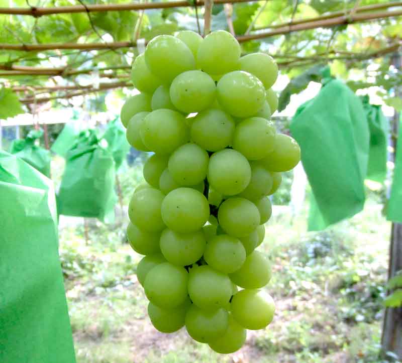 米沢郷のぶどう シャインマスカット２ｋｇ(山形産)_s70