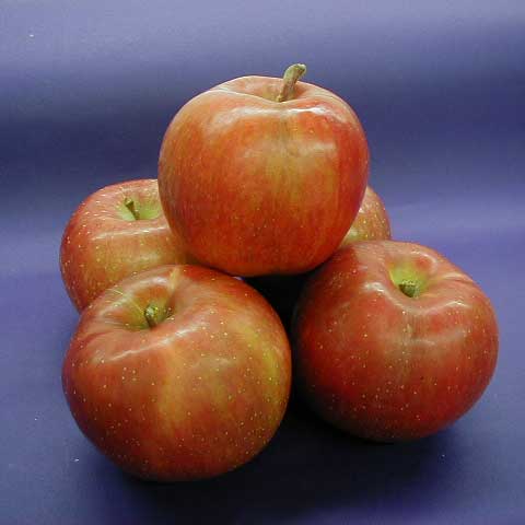 米沢郷のりんご　ふじ5kg(山形県産)_s70