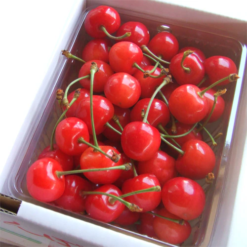 山形の完熟さくらんぼ 佐藤錦(バラ詰 500g)_s70
