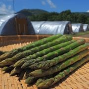 北海道滝本農場の有機栽培グリーンアスパラ1kg_s25