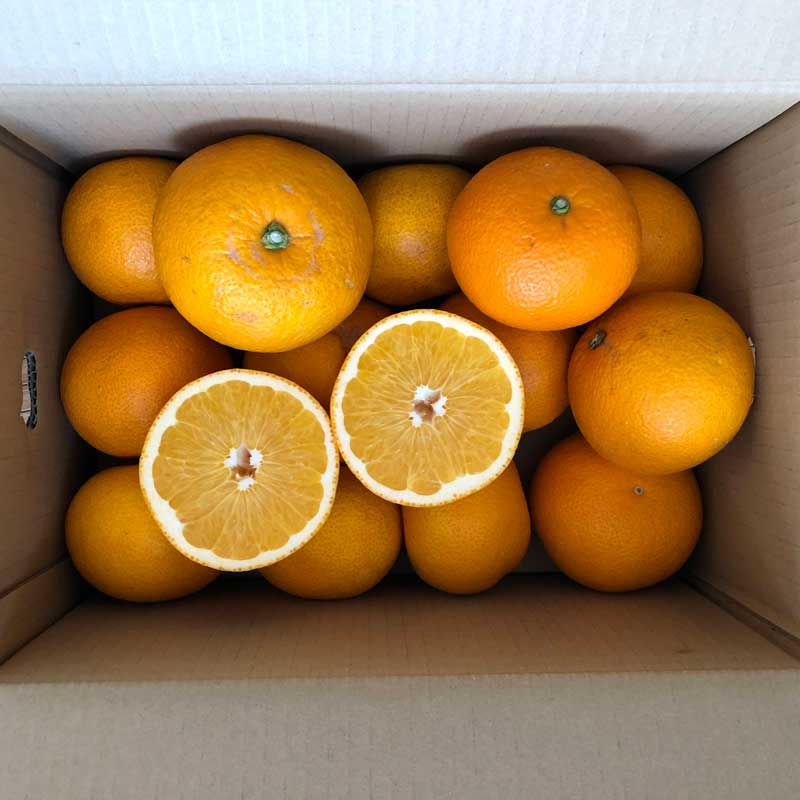 佐藤さん家の有機はっさく5kg(佐賀県産・サイズM～3L)_s22