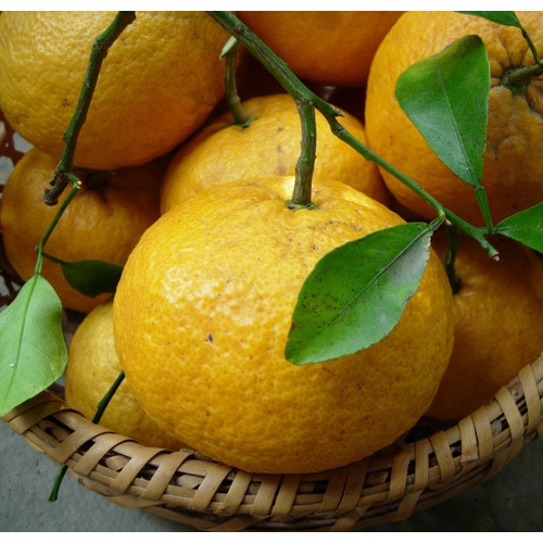 佐藤さん家の有機甘夏9kg(サイズM～3L)(佐賀県産)_s22