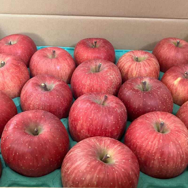 福士さんのりんごサンふじ10kg(青森県産)_s25