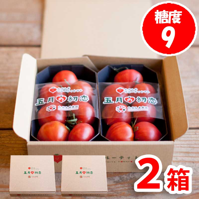 5月の初恋1.2kg(糖度9度)たかしまフルーティトマト_s28