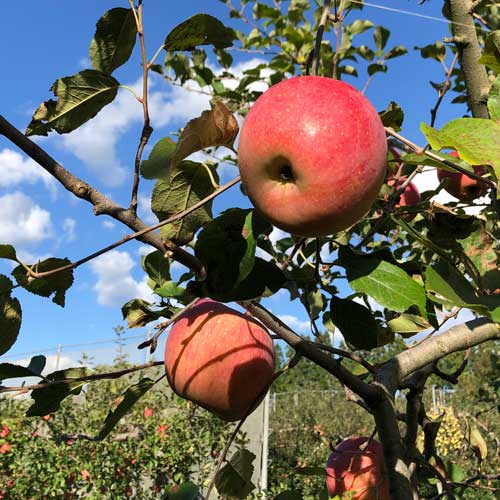 無農薬りんご１０kg(青森県産)(家庭用)(有機栽培同等)_s26