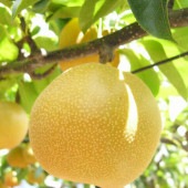 熊本県産もんく梨 5kg_s25