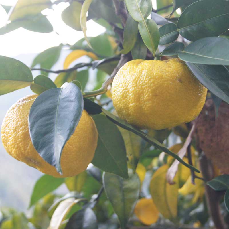 無茶々園の柚子3kg_s50