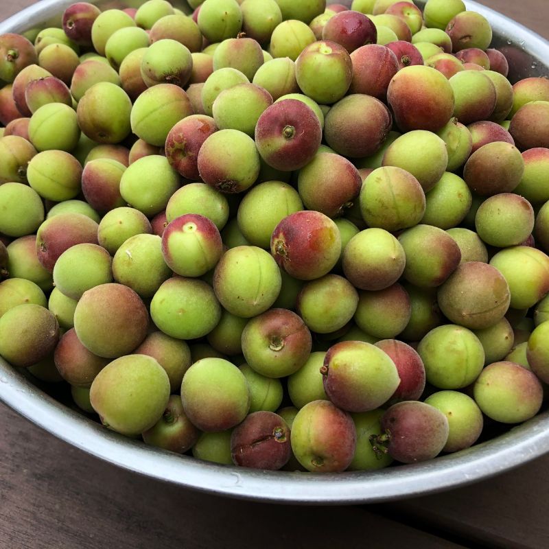 王隠堂農園の小梅1kg_s40