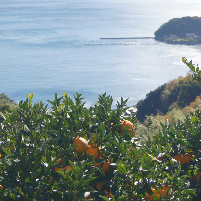 愛媛県 無茶々園のポンカン7kg_s50