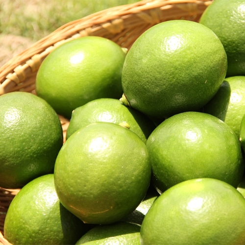 国産レモン3kg前後(マイヤーレモン)(無農薬・有機栽培同等品)_s26