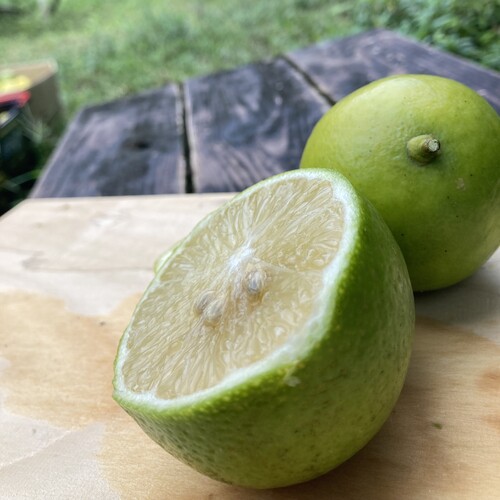 無農薬栽培　　マイヤーレモン 完全無農薬有機自然栽培マイヤーレモン果実（送料込）1キロ約10